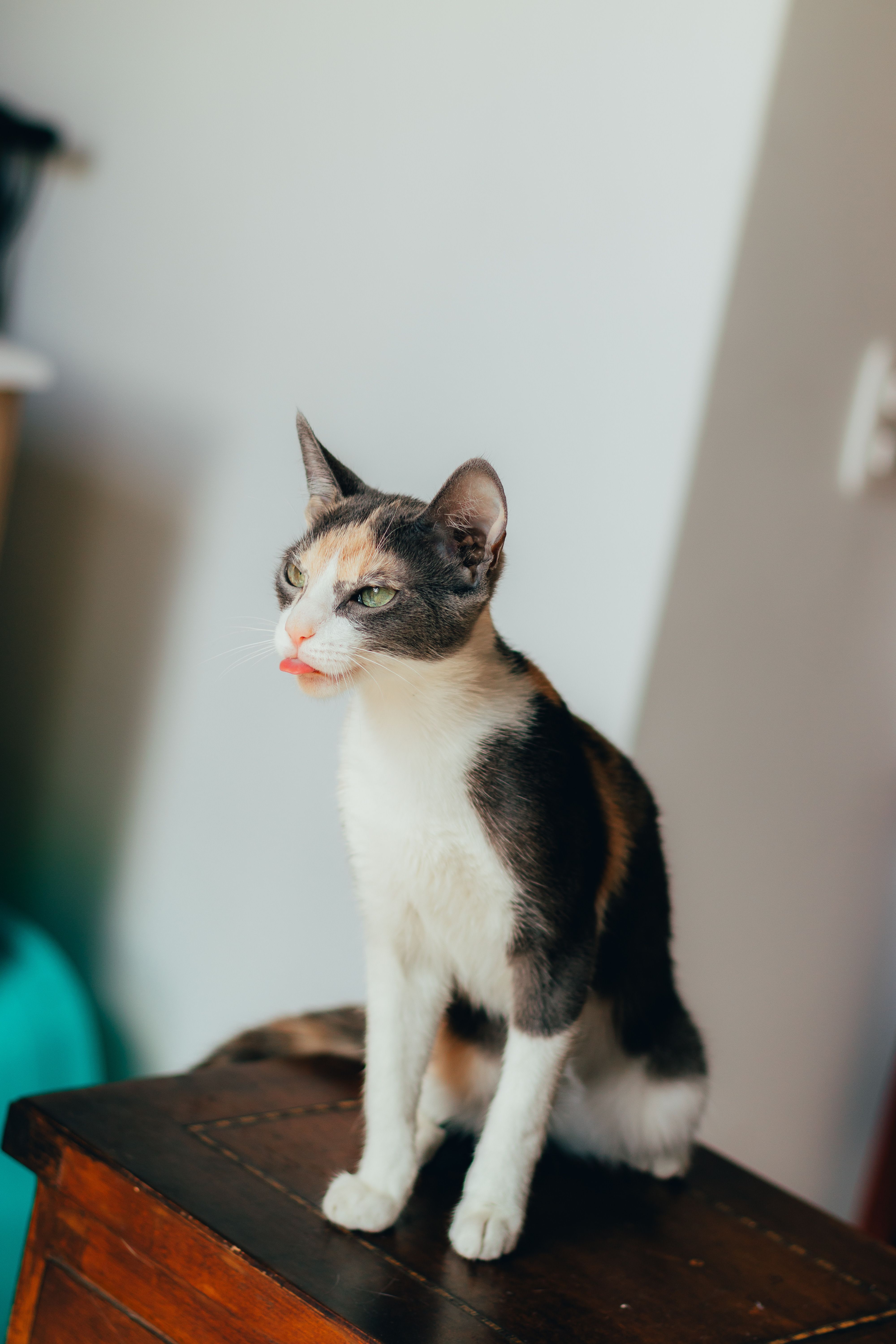 Gratuit Prim-plan al unei pisici multicolore care stă pe mobilier în interiorul unei case. Scenă drăguță de interior pentru animale de companie. Fotografie de stoc