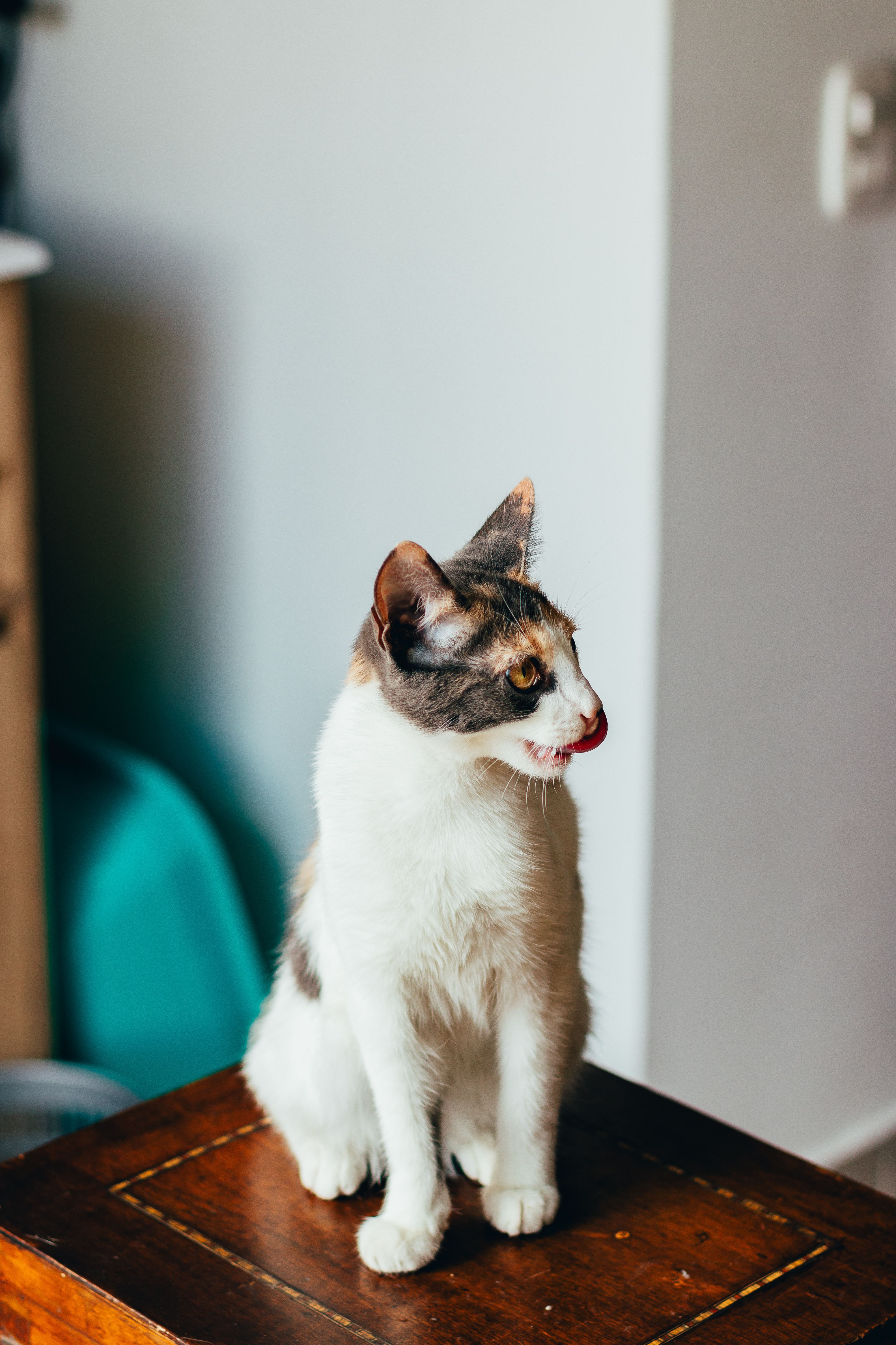 Fotomural Gato calico lamiéndose los labios mientras está sentado en una mesa de madera en el interior.