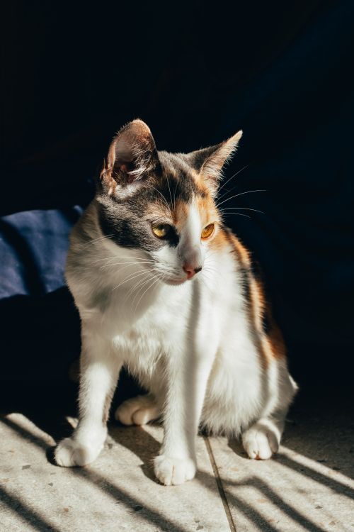 Free Beautiful calico cat sitting gracefully on a sunlit floor indoors. Stock Photo
