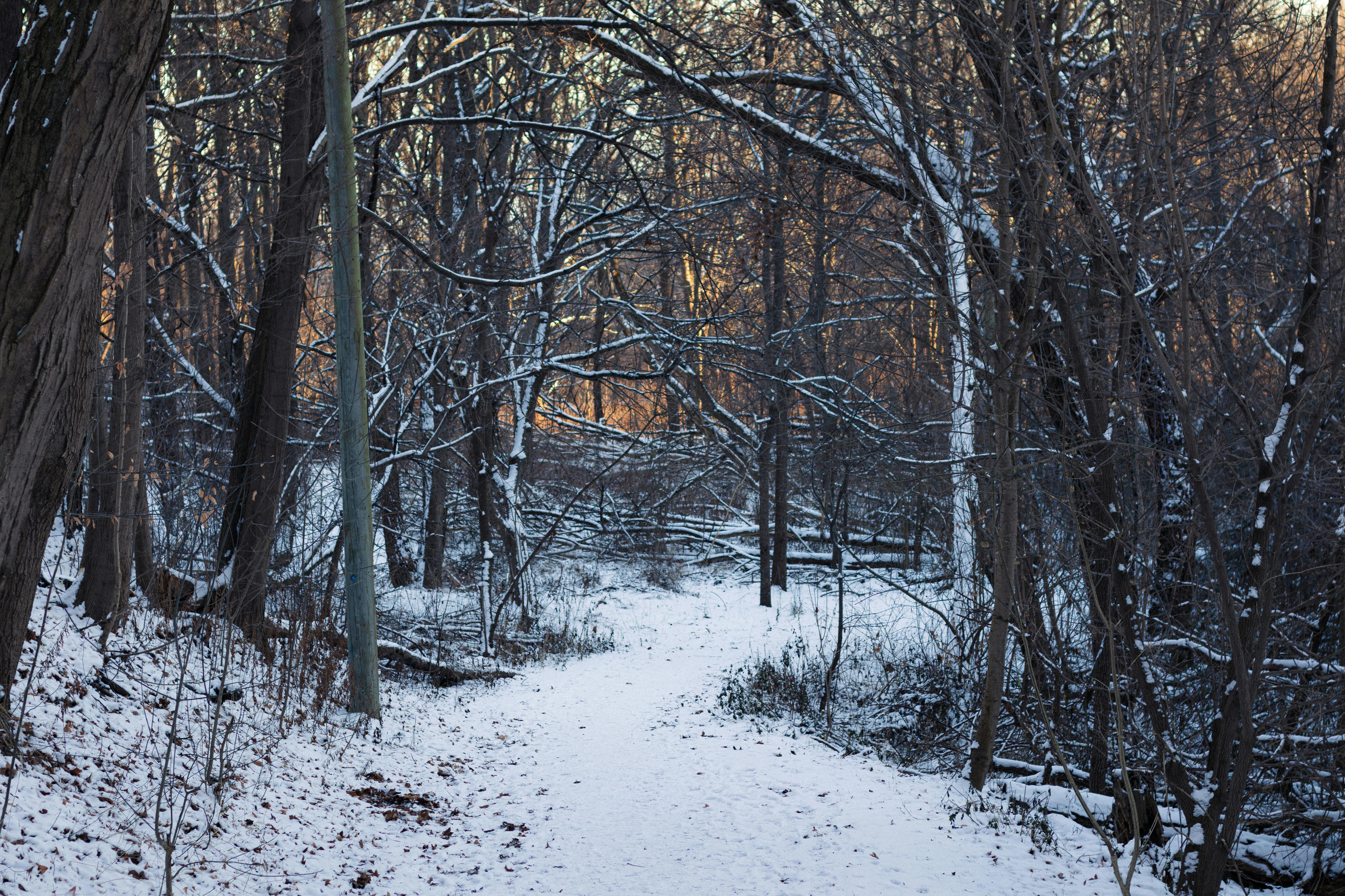 snowy winter forest path in toronto