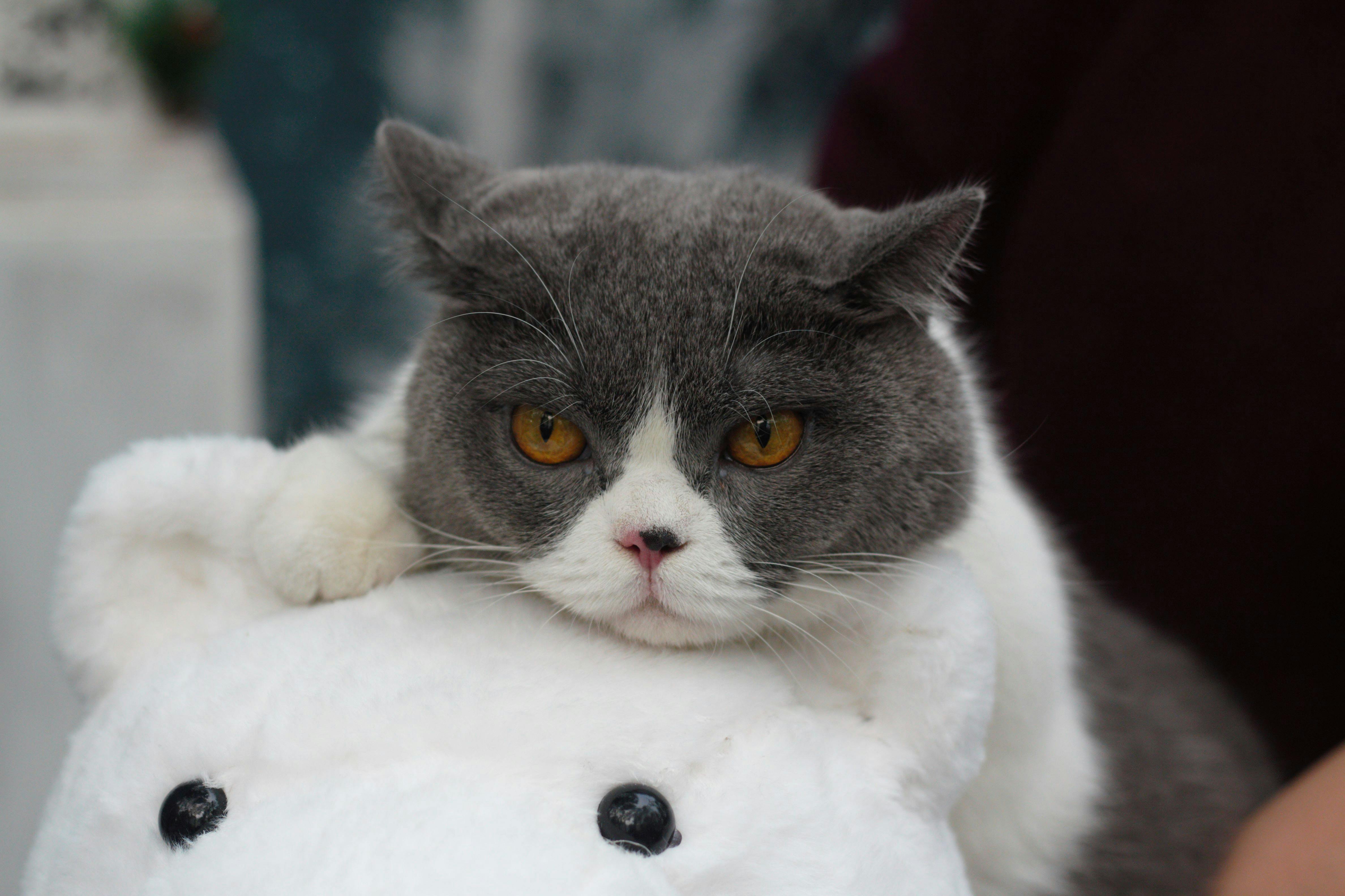 beijing pet technology — Photo by Thu Trần Thị on Pexels