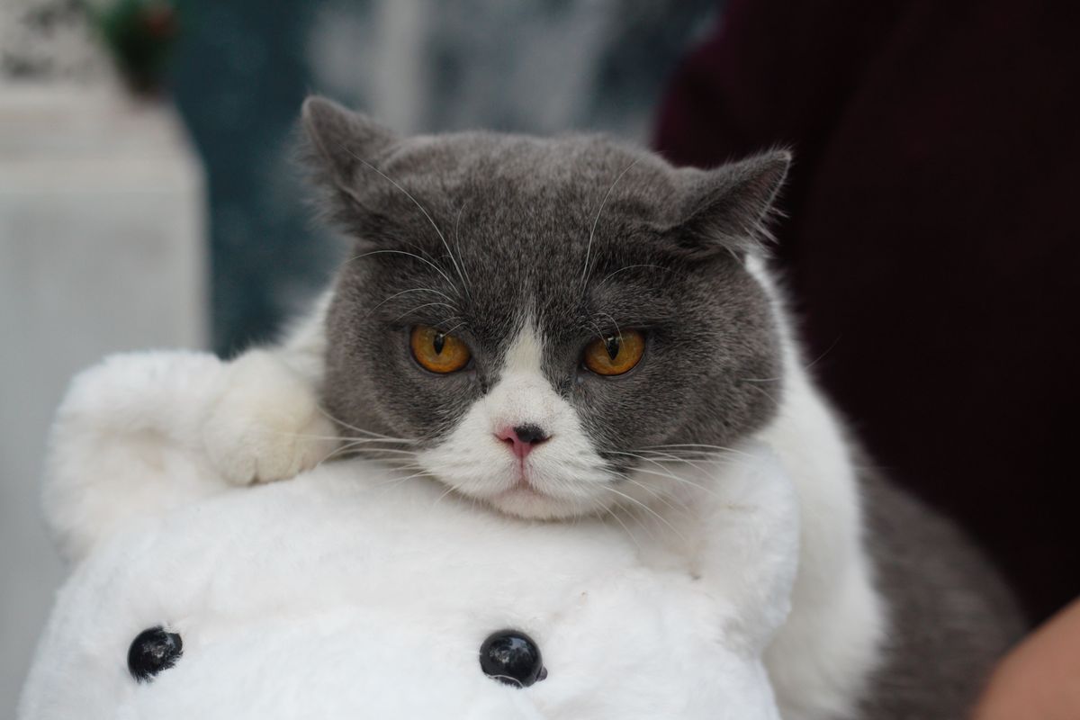 British Shorthair Cat Weight Chart and Breed Standards Guide