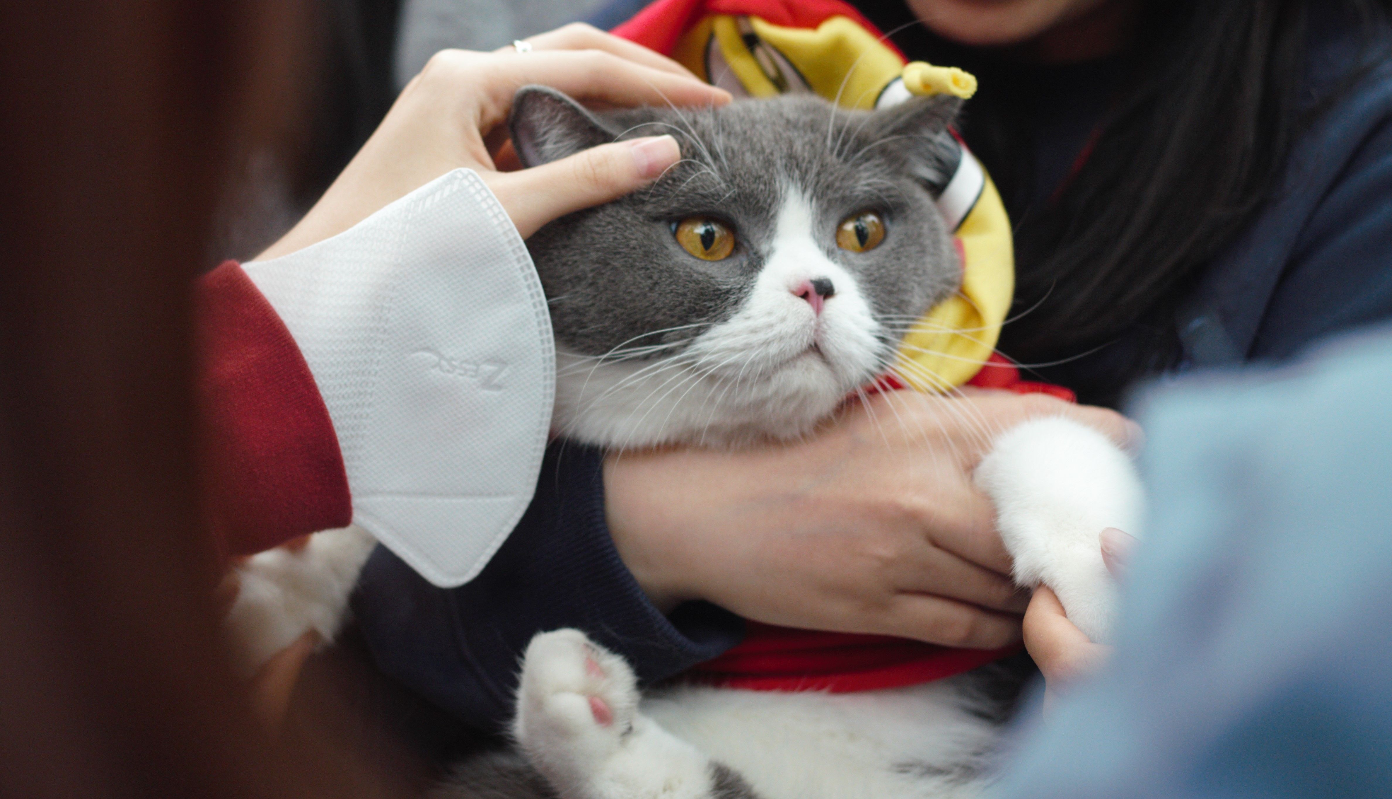How Much Is Pet Insurance? 2026 Guide — Photo by Thu Trần Thị on Pexels