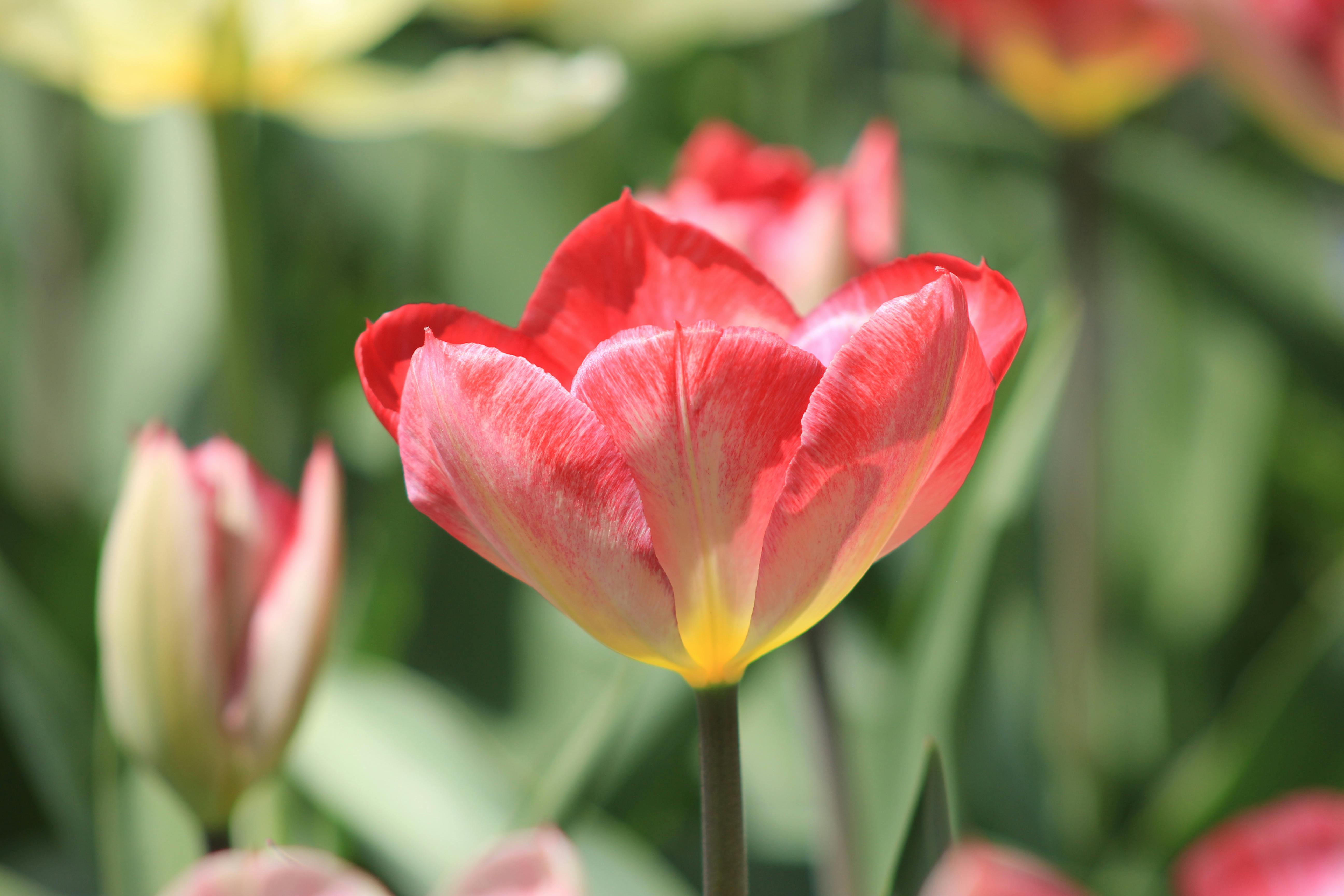 vibrant tulips blooming in toronto park