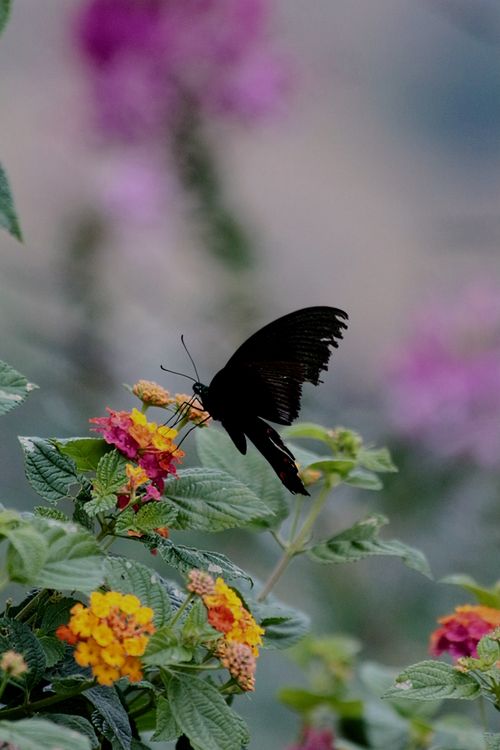 Free A black butterfly gracefully perched on colorful lantana flowers in a serene garden setting. Stock Photo