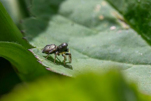 Free Detailed macro shot of a jumping spider perched on a leaf in natural outdoor setting. Stock Photo