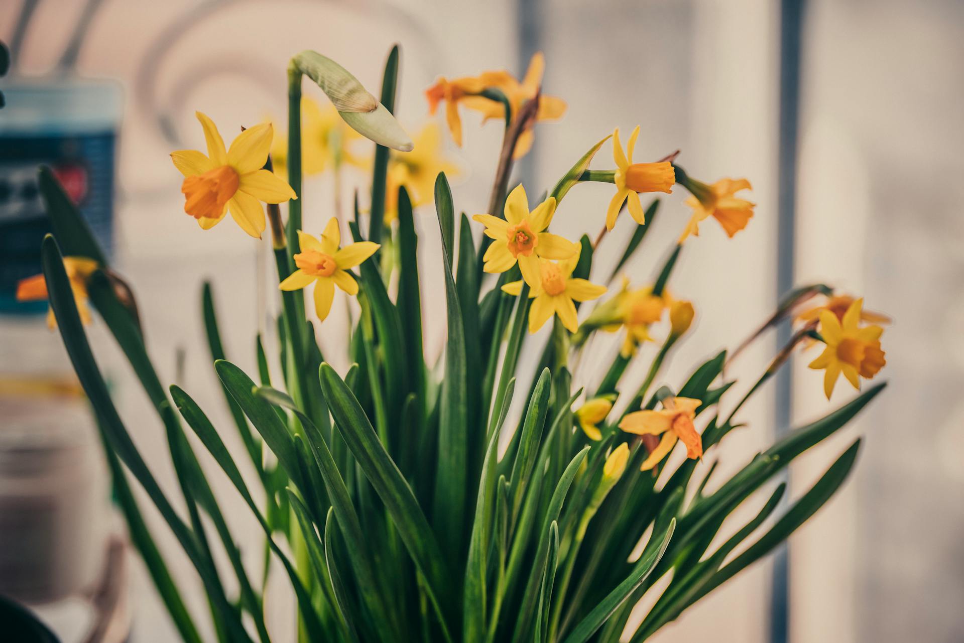 Vibrant yellow daffodils blooming with lush green leaves in a soft-focused indoor setting.