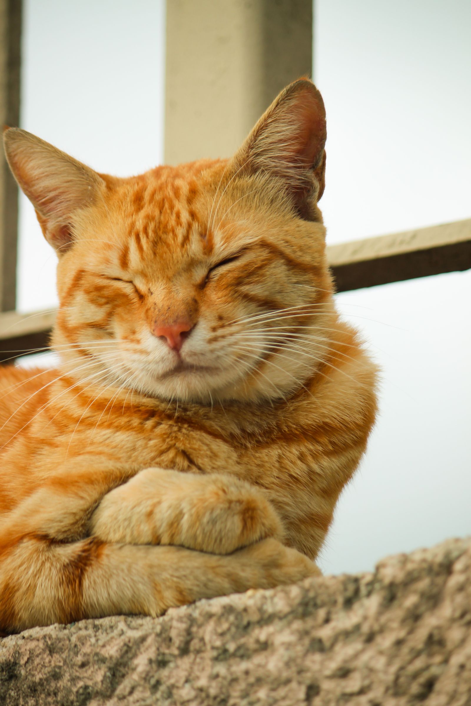 Orange Tabby Cat With Red Collar on Green Sofa · Free Stock Photo
