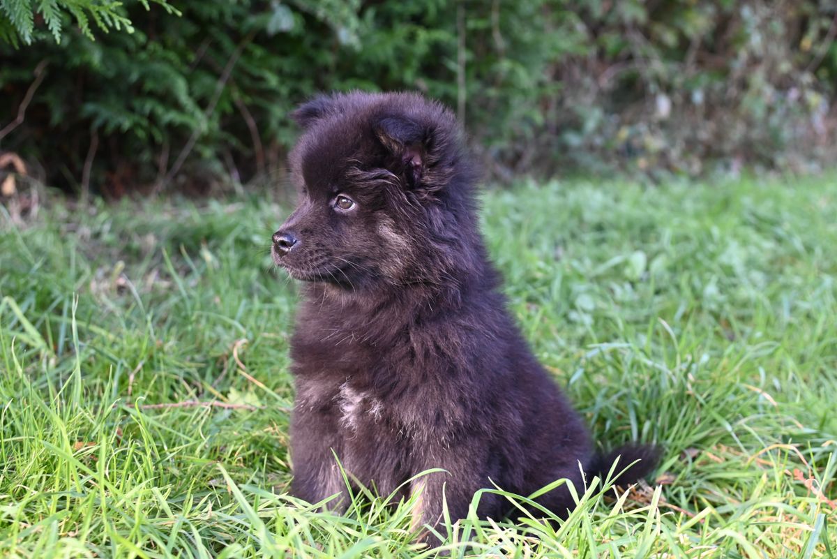 Svensk lapphund – hundras