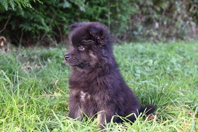 Finsk lapphund – hundras