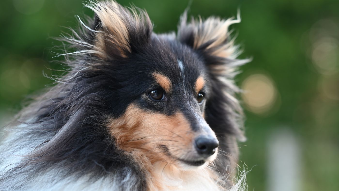 Which Hypoallergenic Dog Breed Actually Fits Your Family?