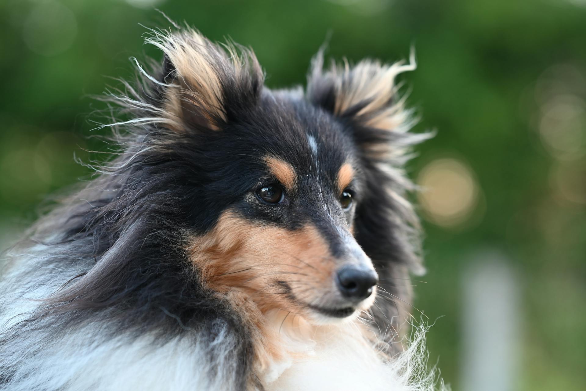 Boeiend close-up portret van een Shetland Sheepdog met weelderige vacht in een natuurlijke omgeving.