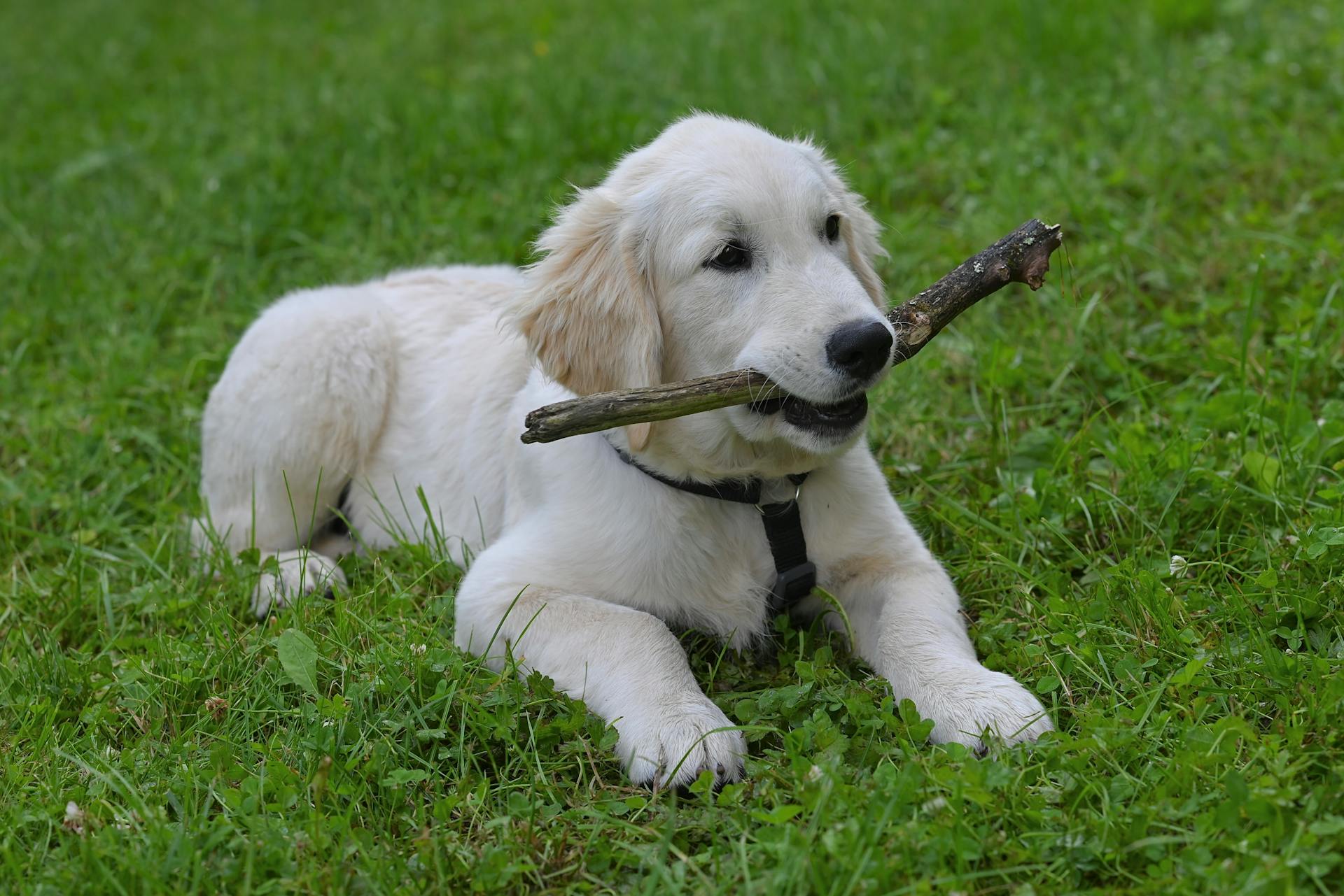 Adorable Golden Retriever puppy chewing on a stick in a grassy field outdoors.