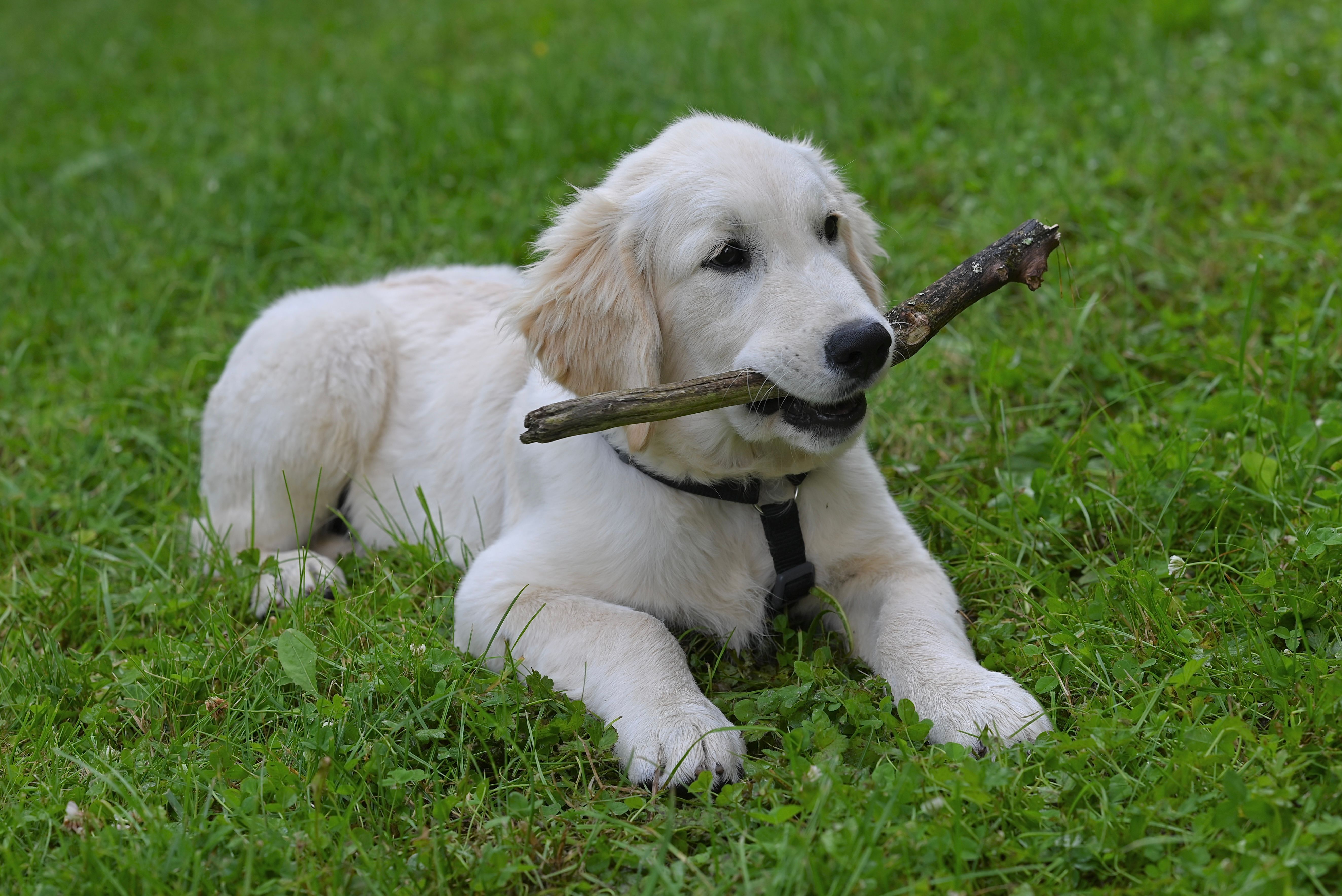 Filhote De Cachorro Golden Retriever Brincando Com Um Pedaço De Pau ...