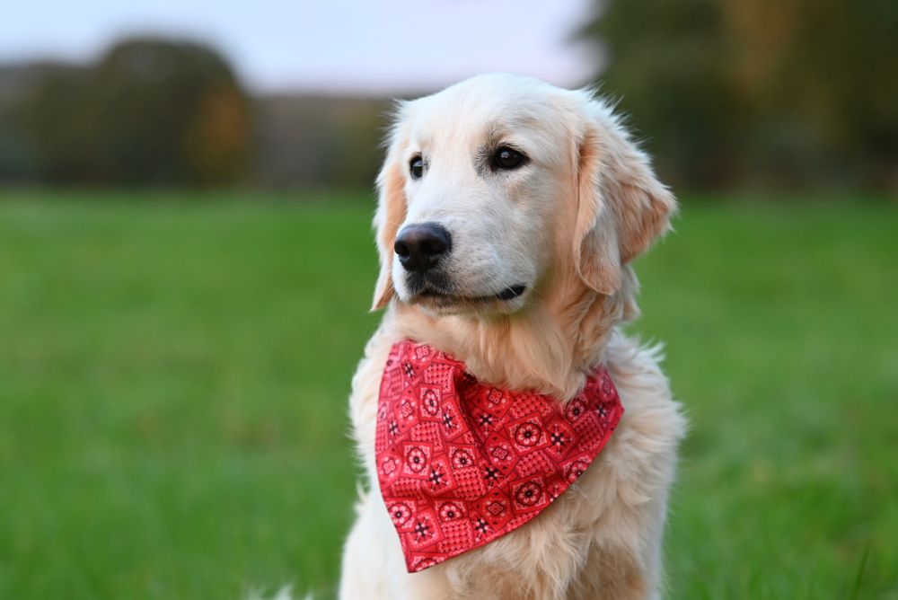 Golden retriever wearing a red bandana