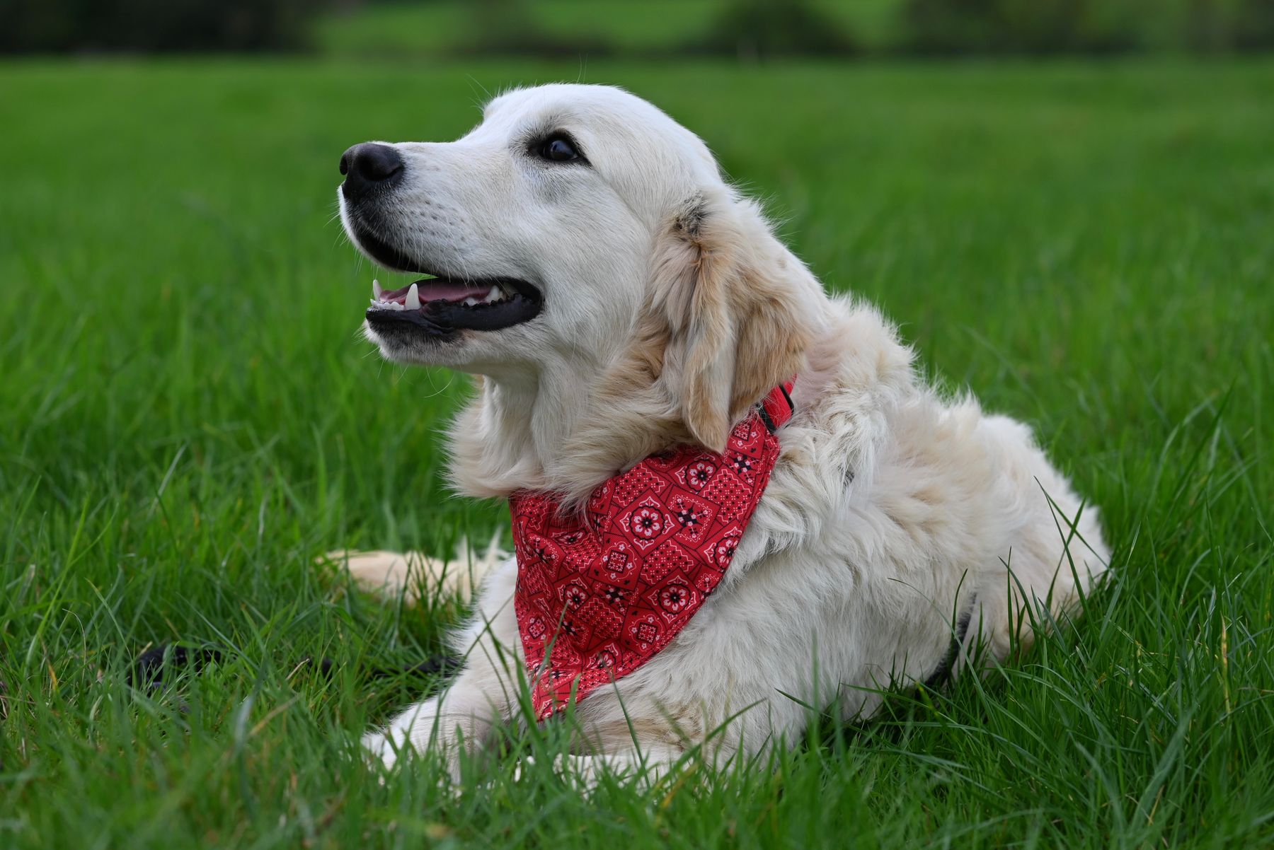 A golden retriever resting on grass wearing a red cotton bandana