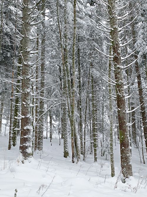 Free A tranquil snowy forest landscape showcasing tall trees in winter. Stock Photo