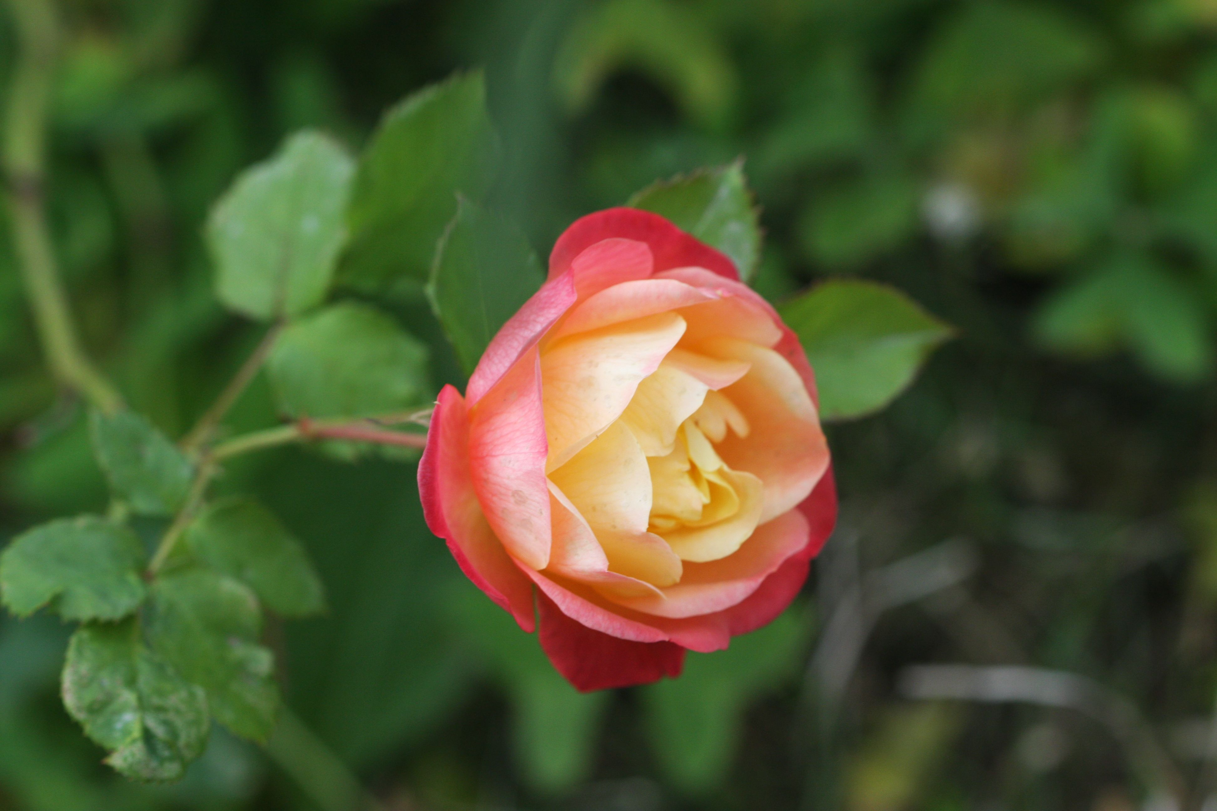 Rose Wallpaper 4k Photos, Download The BEST Free Rose Wallpaper 4k ...