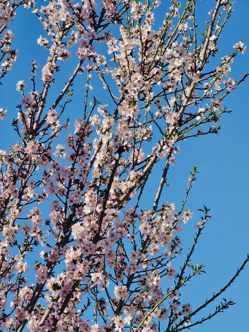 Free A cherry blossom tree in full bloom under a clear blue sky, showcasing delicate pink flowers. Stock Photo