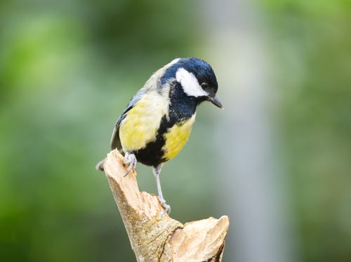 Free A vibrant great tit with yellow and black feathers perched on a natural branch outdoors. Stock Photo