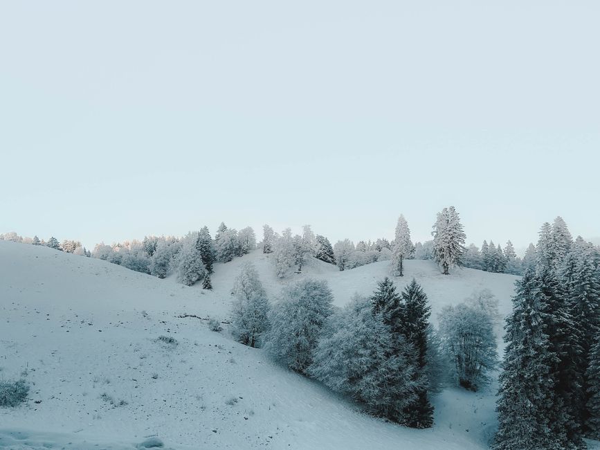 Charming snowy forest landscape with frosty trees under a clear sky, evoking a serene winter atmosphere.