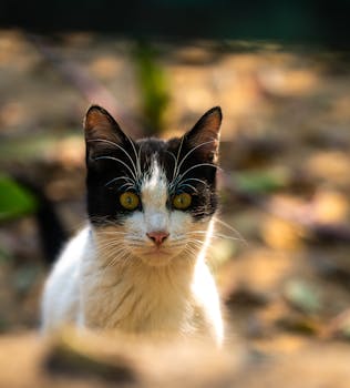 Close-up of a black and white cat with yellow eyes sitting outdoors in natural light.
