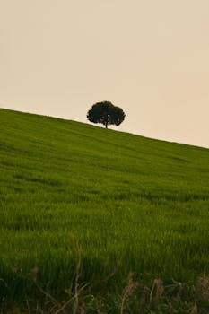 A lone tree stands majestically on a green hillside under a warm, sunset sky.