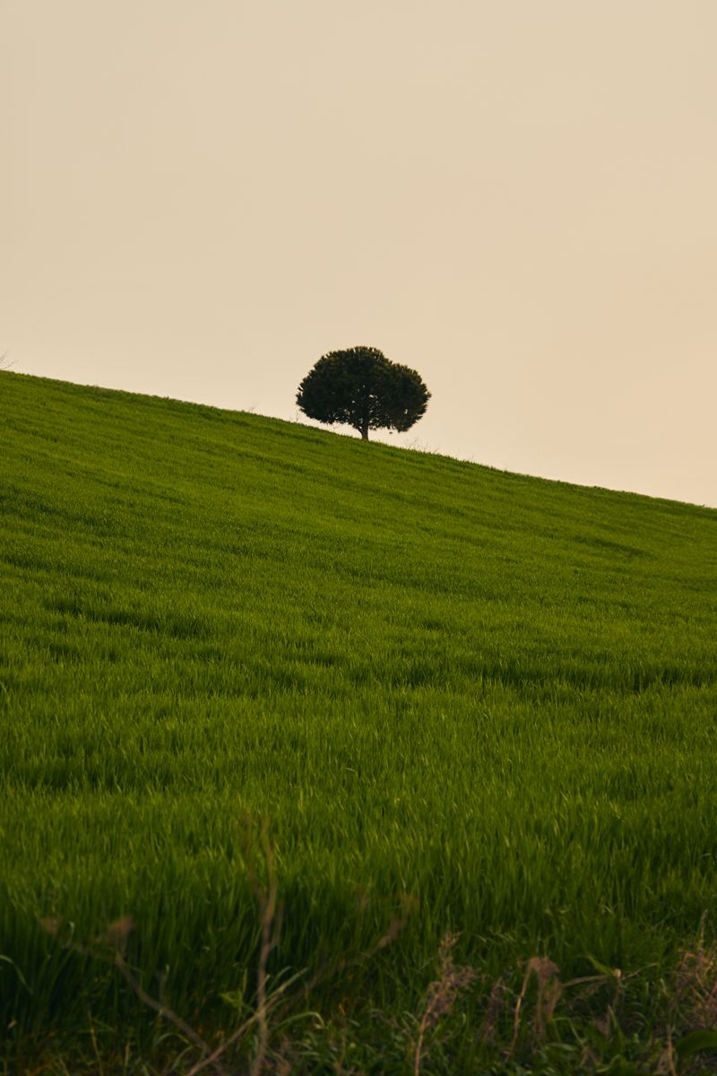 A lone tree standing on a lush green hill at dusk