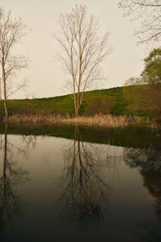 A tranquil scene of trees reflecting in a lake at sunset, perfect for nature enthusiasts.