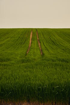 A serene expanse of vibrant green grass stretching under a soft, pastel sky.