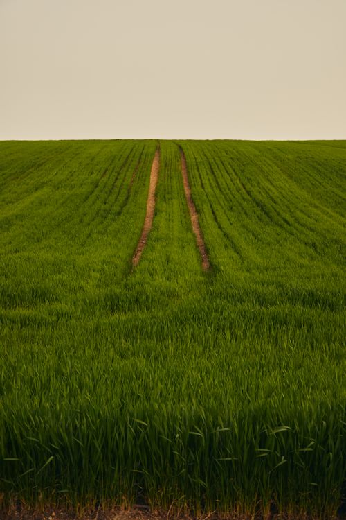 Free A serene expanse of vibrant green grass stretching under a soft, pastel sky. Stock Photo