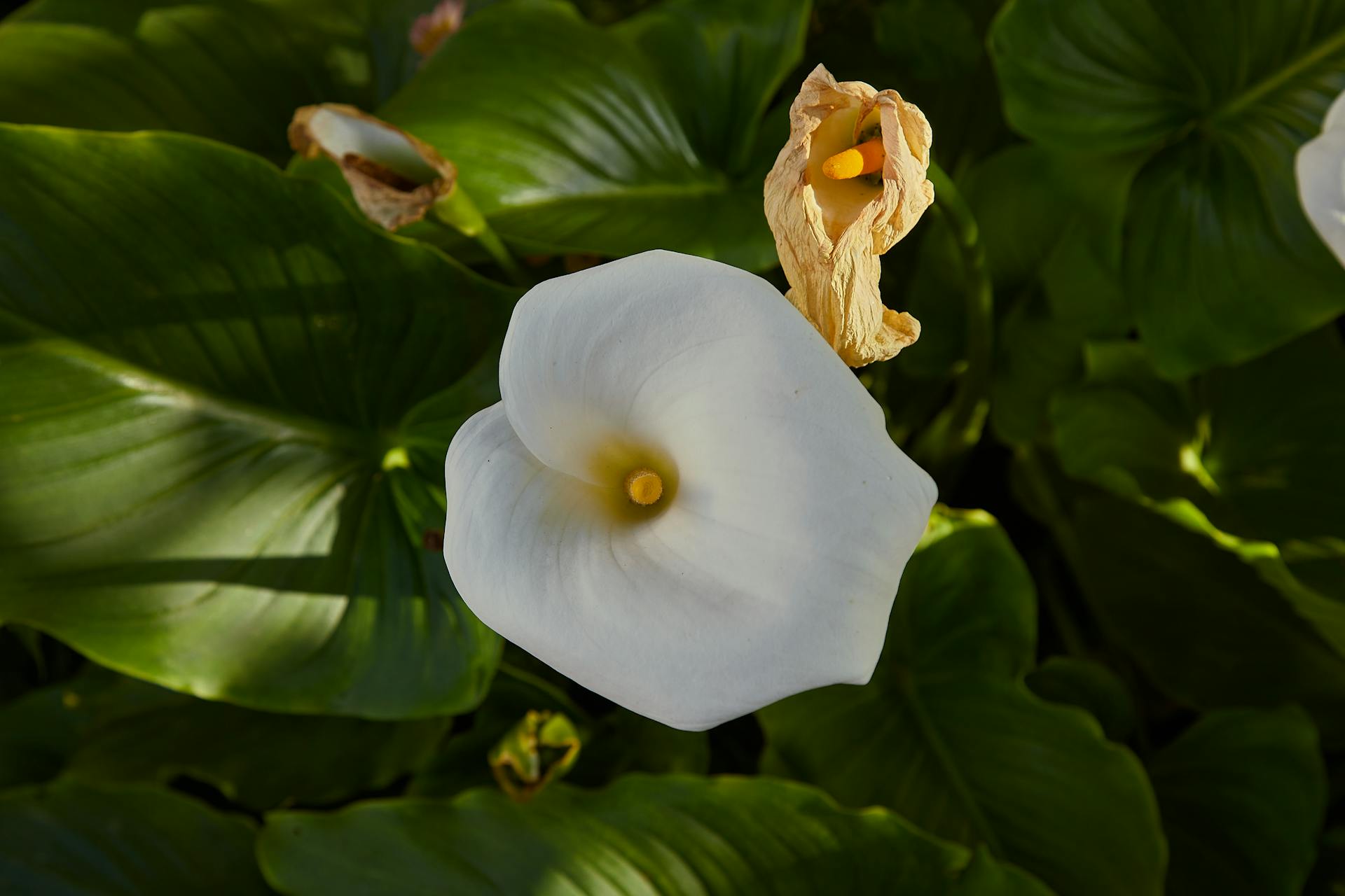 A vibrant white Calla Lily illuminated by the sun surrounded by lush green foliage.