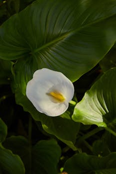 A beautiful white Calla Lily surrounded by rich green leaves, basking in natural daylight.