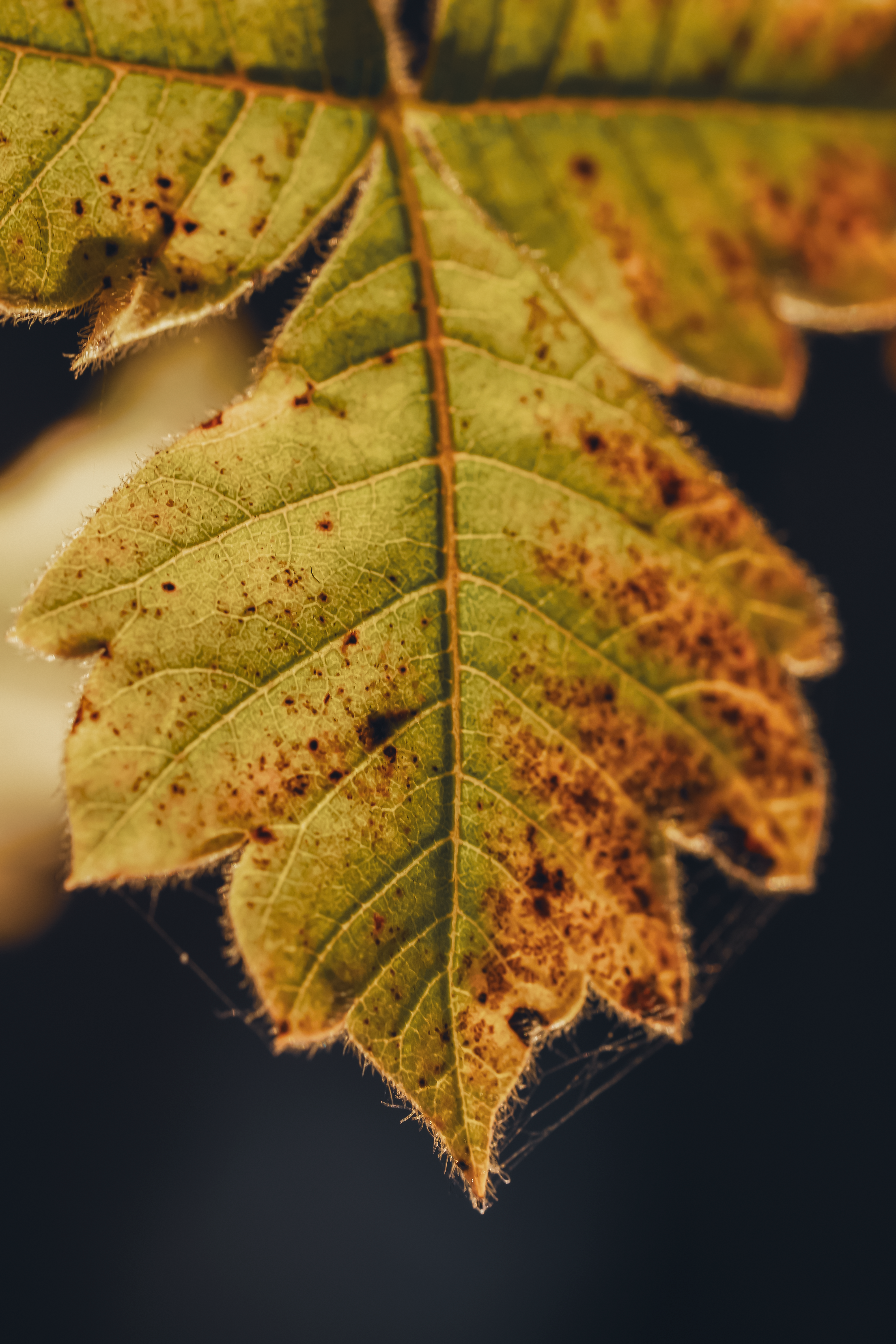 Close-Up of Autumn Leaf in Botanical Setting · Free Stock Photo