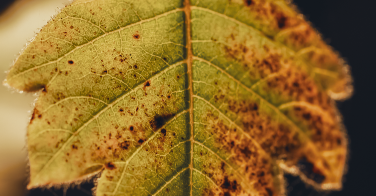 Leaf Setting Close-Up of Autumn Leaf in Botanical Setting · Free Stock Photo