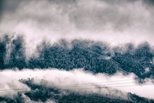 Foto d'estoc gratuïta de arbre, atmosfèric, blau