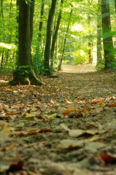 A peaceful forest path covered in fallen leaves during autumn, inviting a tranquil walk.