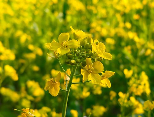 Free A close-up of bright yellow mustard flowers blooming in Assam, India. Stock Photo