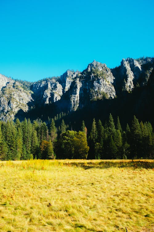 Green Pine Trees and Gray Mountain