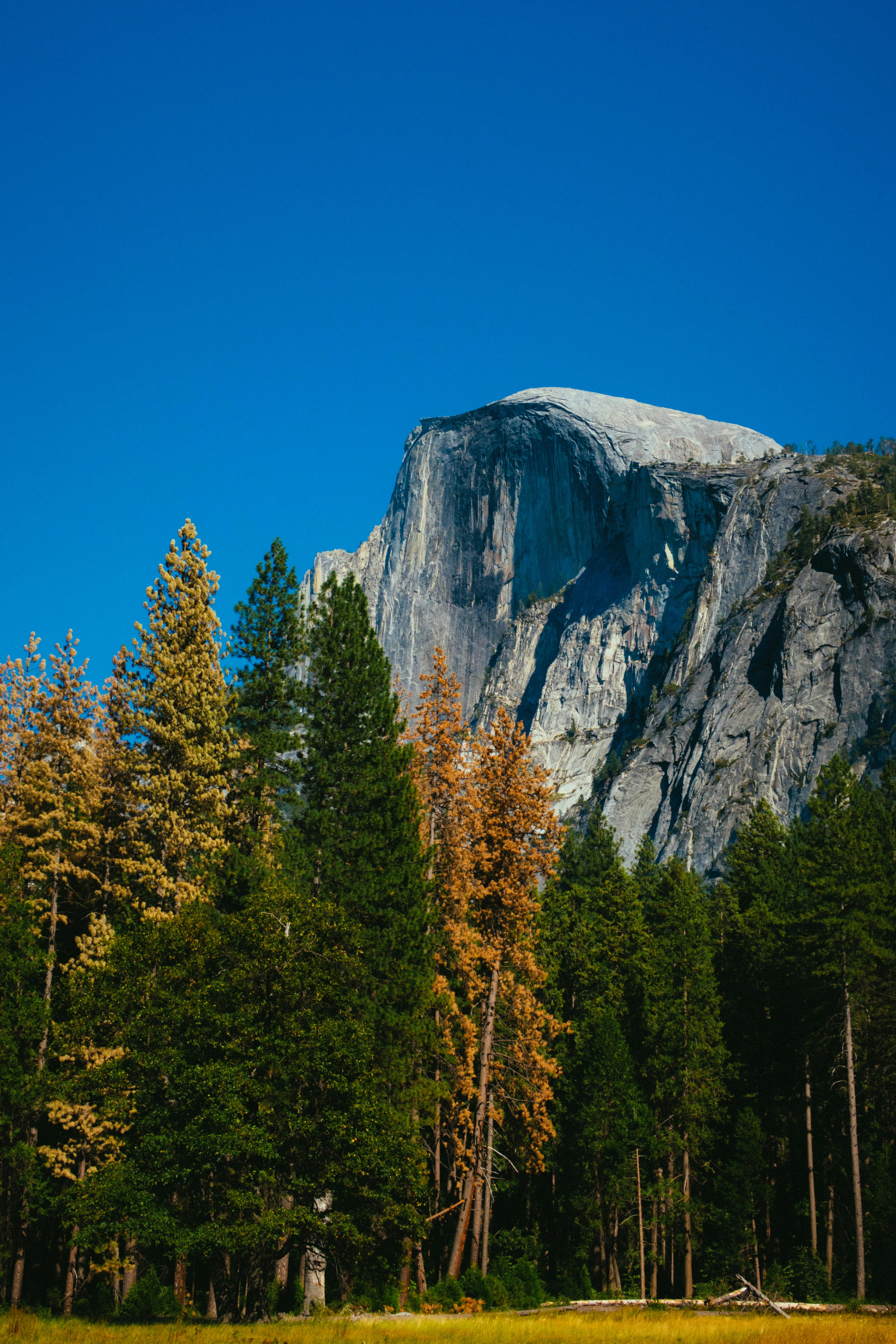 半圆顶耸立在松树之上，蔚蓝的天空下，照片令人惊叹