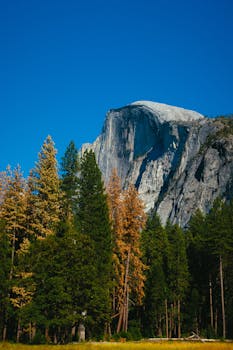 半圆顶耸立在松树之上，蔚蓝的天空下，照片令人惊叹