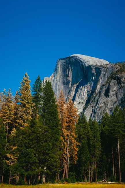 Fotomural Foto impresionante del Half Dome elevándose sobre los pinos bajo un cielo azul claro.