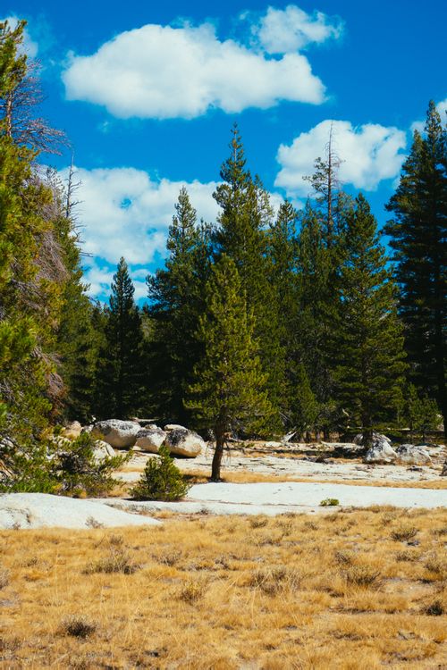 Free Serene pine forest with boulders and grassy meadow under a bright blue sky and scattered clouds. Stock Photo