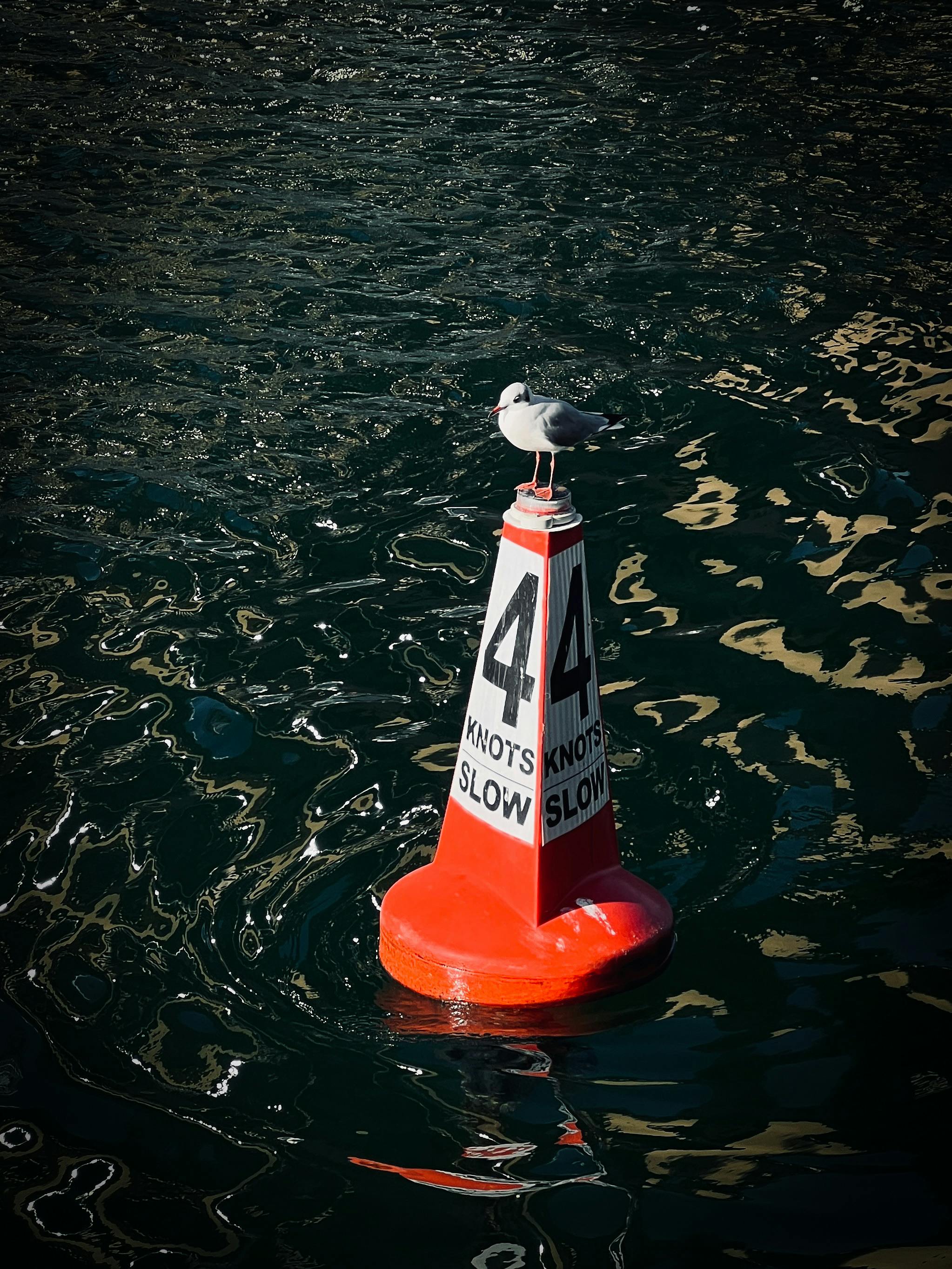 seagull on buoy in dubai marina waters