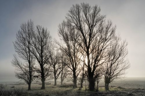Free Silhouetted bare trees stand against a misty sunrise, highlighting the serene winter landscape. Stock Photo