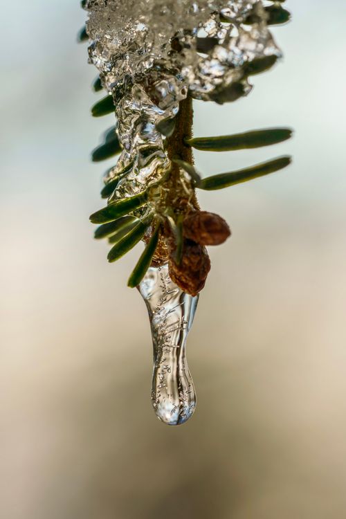 Free Detailed view of an evergreen branch with icicle. Captures winter's beauty. Stock Photo