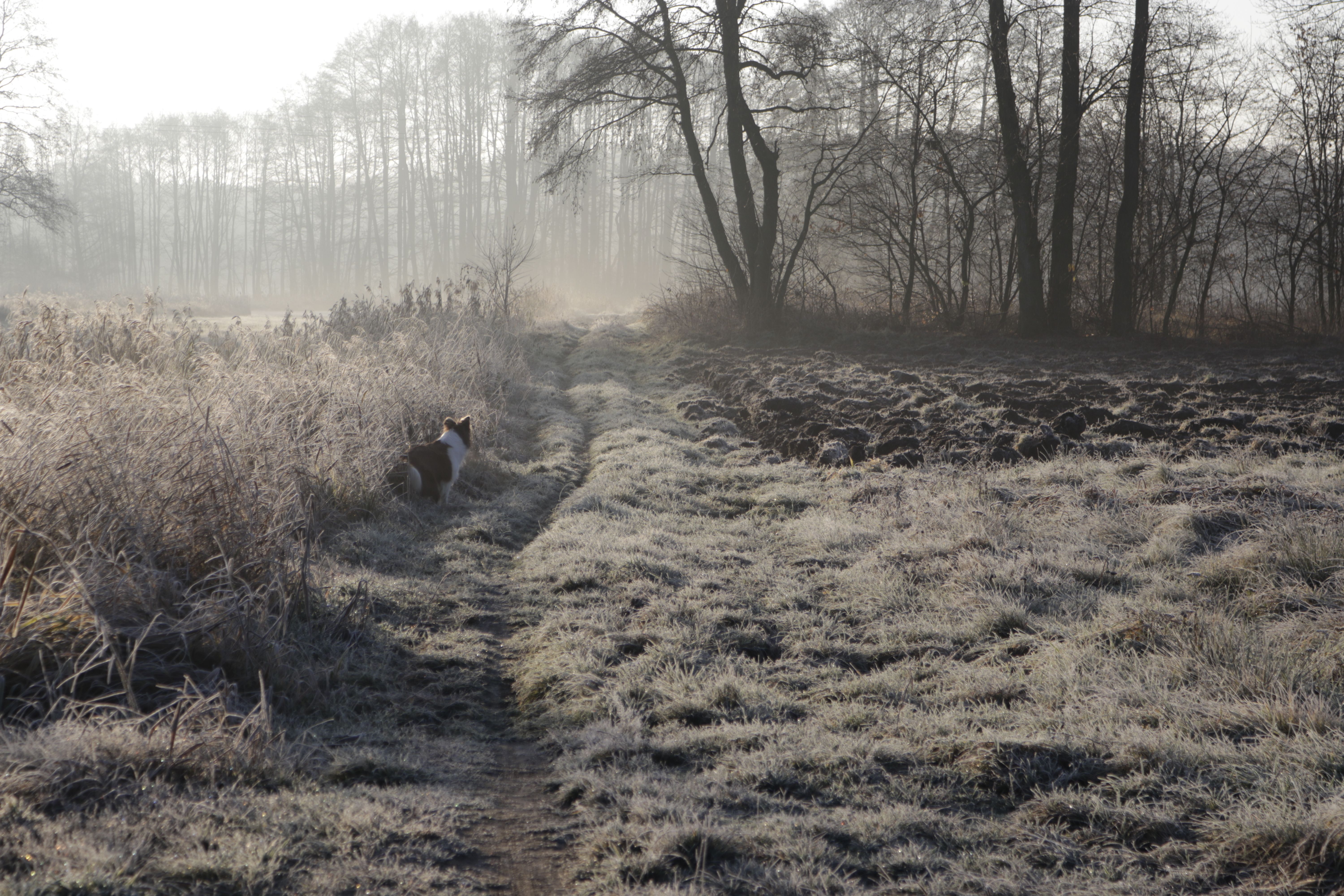 Serene frosty morning with a Collie dog in a scenic countryside path.
