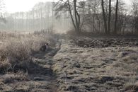 Serene frosty morning with a Collie dog in a scenic countryside path.
