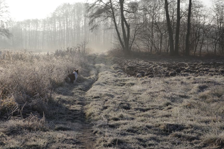Frost over a misty field at dawn, photo by Przemyslaw Cyrulinski on Pexels