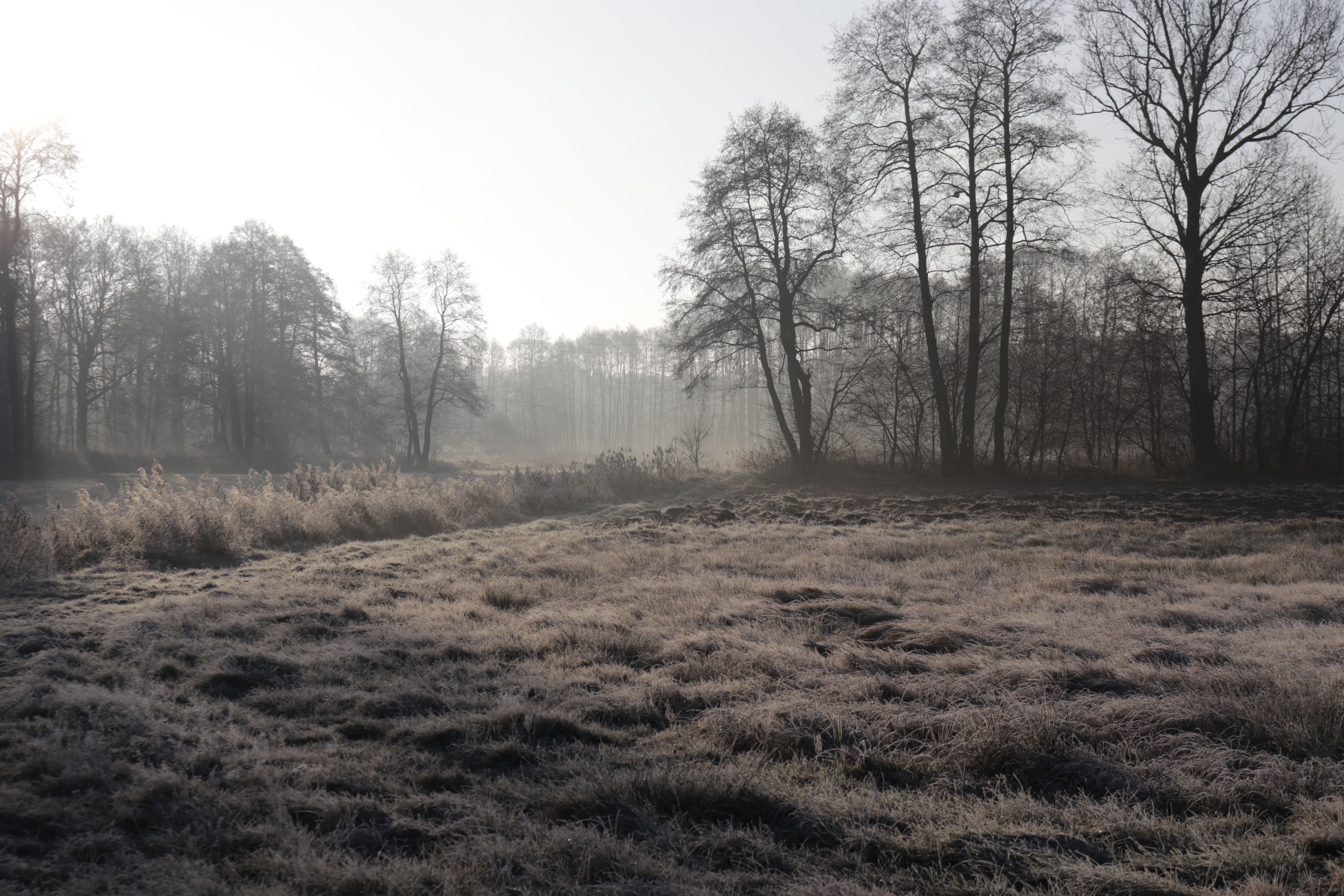 Serene Winter Landscape with Frost and Trees · Free Stock Photo